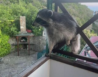 Гостевой дом «Южанка»